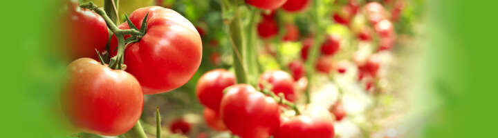 tomatenduenger kategorieeinstiegsbanner